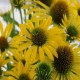 Echinacea-Jeżówka "Fountain Yellow"
