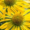 Echinacea-Jeżówka "Fountain Yellow"(żółta fontanna)