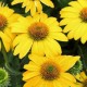 Echinacea-Jeżówka "Fountain Yellow"
