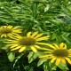 Echinacea-Jeżówka "Fountain Yellow"
