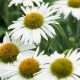 Echinacea-Jeżówka-Pearl WHITE