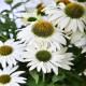 Echinacea-Jeżówka-Pearl WHITE