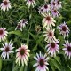 Echinacea-Jeżówka-Fountain Pink Eye