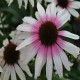 Echinacea-Jeżówka-Fountain Pink Eye