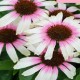 Echinacea-Jeżówka-Fountain Pink Eye