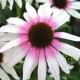 Echinacea-Jeżówka-Fountain Pink Eye(różowe oko)