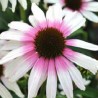 Echinacea-Jeżówka-Fountain Pink Eye(różowe oko)