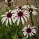 Echinacea-Jeżówka-Fountain Pink Eye