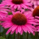 Pearl Dark Pink
