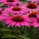 Echinacea-Jeżówka-Pearl Dark Pink (perłowy ciemny róż)