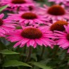 Echinacea-Jeżówka-Pearl Dark Pink (perłowy ciemny róż)