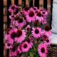 Pearl Dark Pink