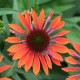 Pearl Orange