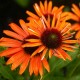 Pearl Orange