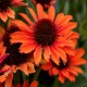 Echinacea-Jeżówka-Pearl Orange (perłowa pomarańcza)