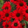 Echinacea-Jeżówka-Pearl Red (perłowa czerwień)