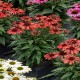 Echinacea-Jeżówka-Pearl Red