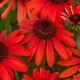 Echinacea-Jeżówka-Pearl Red
