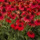 Echinacea-Jeżówka-Pearl Red
