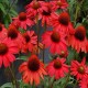 Echinacea-Jeżówka-Pearl Red