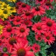 Echinacea-Jeżówka-Pearl Red