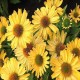 Echinacea-Jeżówka Pearl Yellow Imp.