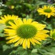 Echinacea-Jeżówka Pearl Yellow Imp.