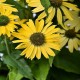 Echinacea-Jeżówka Pearl Yellow Imp.