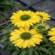 Echinacea-Jeżówka Pearl Yellow Imp.