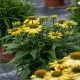 Echinacea-Jeżówka Pearl Yellow Imp.