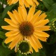 Echinacea-Jeżówka Pearl Yellow Imp. (perłowy żółty)