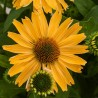 Echinacea-Jeżówka Pearl Yellow Imp. (perłowy żółty)
