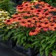 Echinacea-Jeżówka-SunMagic Vintage Orange