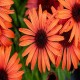 Echinacea-Jeżówka-SunMagic Vintage Orange