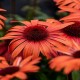Echinacea-Jeżówka-SunMagic Vintage Orange