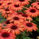 Echinacea-Jeżówka-SunMagic Vintage Orange