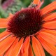 Echinacea-Jeżówka-SunMagic Vintage Orange (klasyczna pomarańcza)
