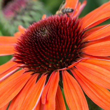 Echinacea-Jeżówka-SunMagic Vintage Orange