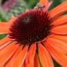 Echinacea-Jeżówka-SunMagic Vintage Orange (klasyczna pomarańcza)