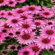 Echinacea-Jeżówka-SunMagic Vintage Pink