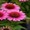 Echinacea-Jeżówka-SunMagic Vintage Pink (klasyczny róż)