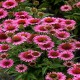 Echinacea-Jeżówka-SunMagic Vintage Pink