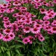 Echinacea-Jeżówka-SunMagic Vintage Pink