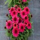 Echinacea-Jeżówka-SunMagic Vintage Ruby