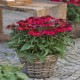 Echinacea-Jeżówka-SunMagic Vintage Ruby