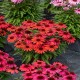 Echinacea-Jeżówka-SunMagic Vintage Ruby