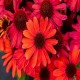 Echinacea-Jeżówka-SunMagic Vintage Ruby