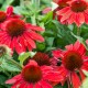 Echinacea-Jeżówka-SunMagic Vintage Ruby