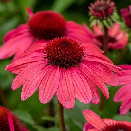 Echinacea-Jeżówka-SunMagic Vintage Ruby