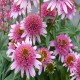 Echinacea-Jeżówka-Butterfly Kisses
